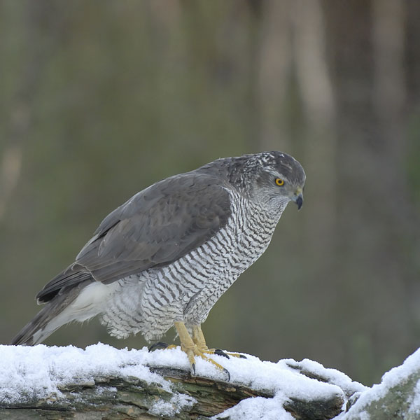 Kanahaukka, Northern Goshawk, Accipiter gentilis